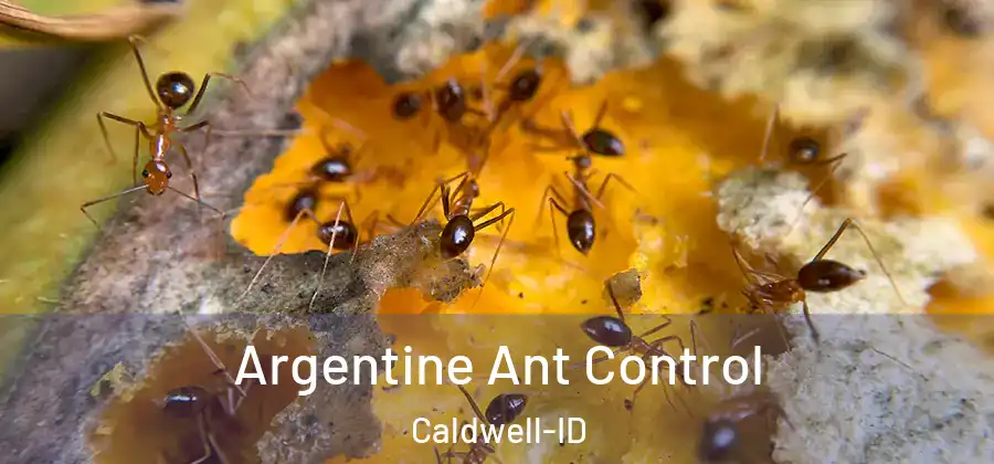 Argentine Ant Control Caldwell-ID