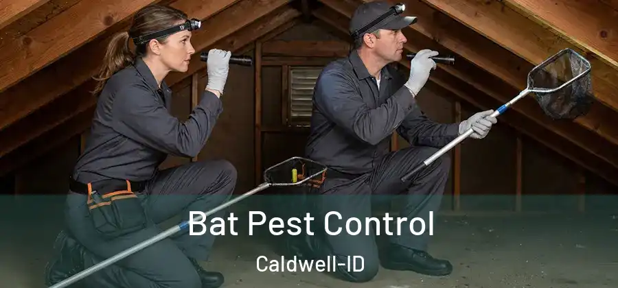 Bat Pest Control Caldwell-ID