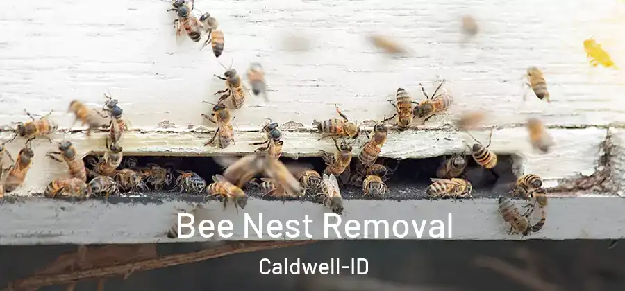 Bee Nest Removal Caldwell-ID