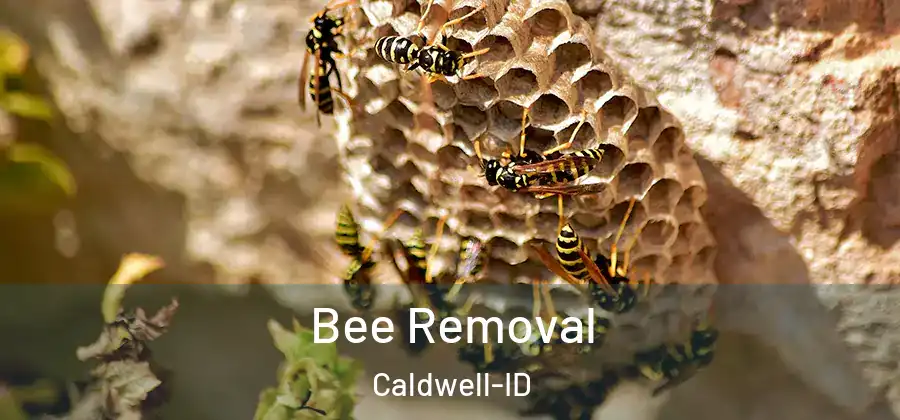 Bee Removal Caldwell-ID