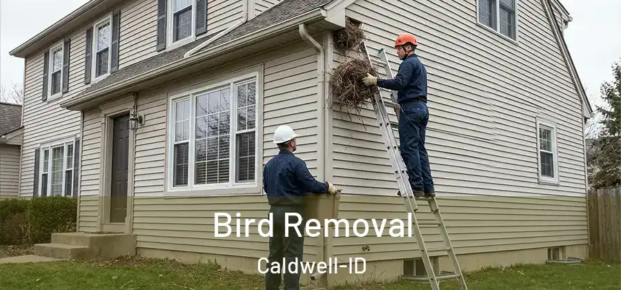 Bird Removal Caldwell-ID