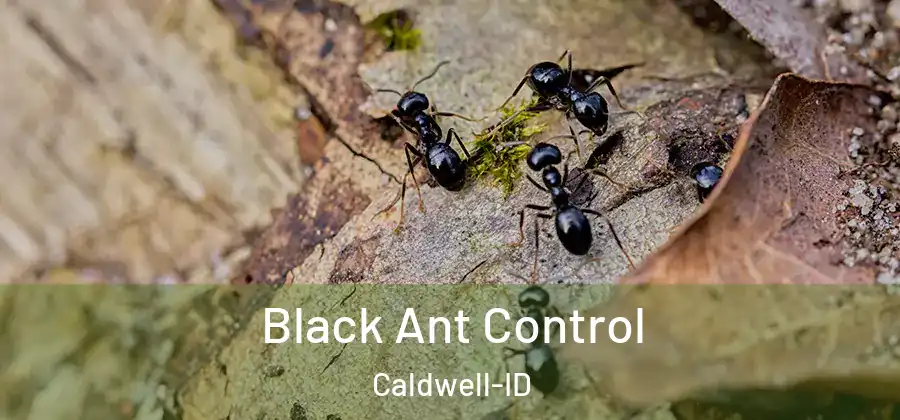 Black Ant Control Caldwell-ID
