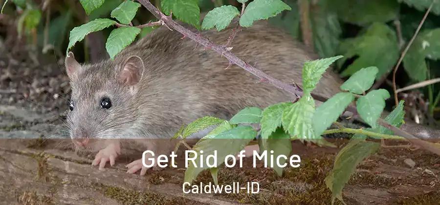 Get Rid of Mice Caldwell-ID