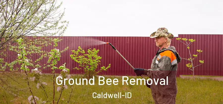 Ground Bee Removal Caldwell-ID
