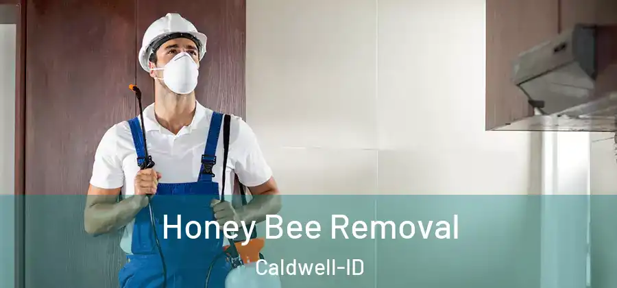 Honey Bee Removal Caldwell-ID