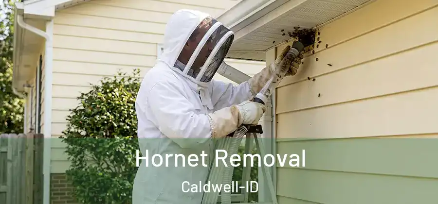 Hornet Removal Caldwell-ID
