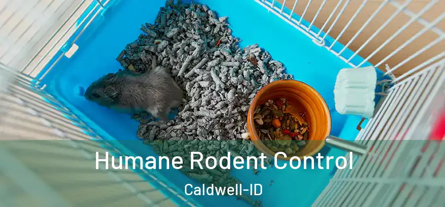 Humane Rodent Control Caldwell-ID