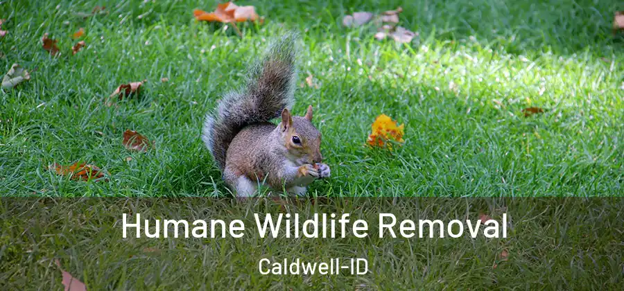 Humane Wildlife Removal Caldwell-ID