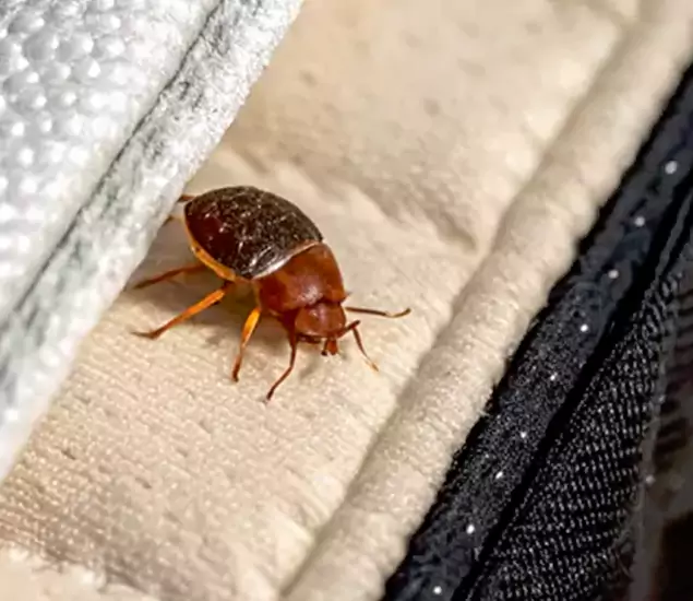 Trusted Bed Bug Prevention Specialists in Caldwell, ID