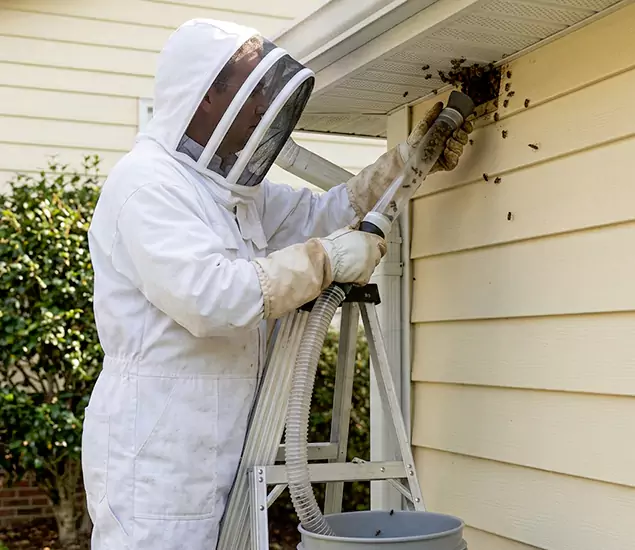 Your Affordable Bee Removal Company in Caldwell, ID