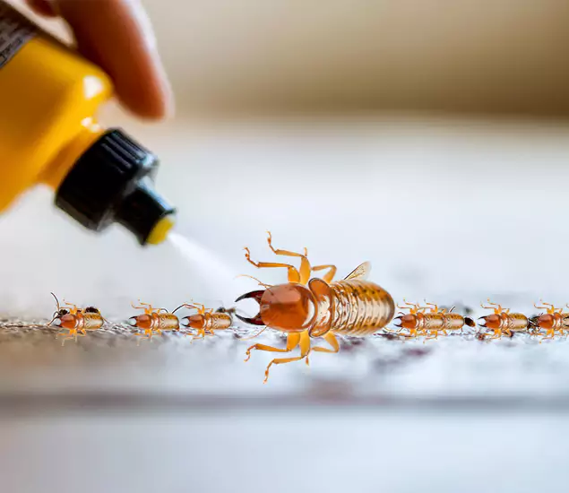 Reliable Bora Care Termite Experts in Caldwell, ID