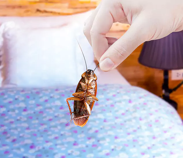 Expert Roach Control Services: Your Cockroach Pest Control in Caldwell, ID