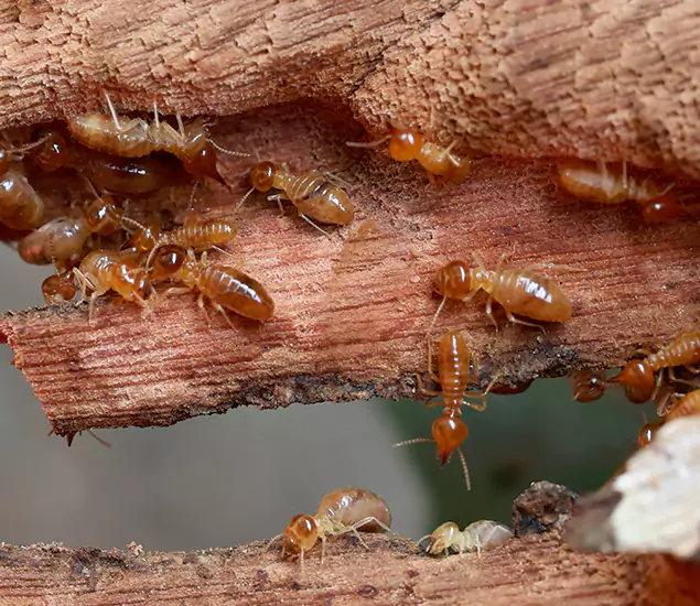 About Our Drywood Termite Treatment Experts in Caldwell, ID