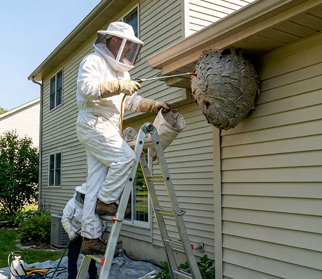 Expert Wasp Nest Removal: Your Local Wasp Nest Removal Company in Caldwell, ID