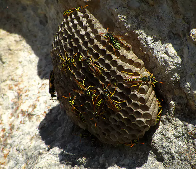 Your Local Hornet Removal Company in Caldwell, ID