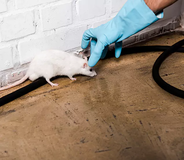 Trusted Mouse Exterminator: Your Rodent Control Company in Caldwell, ID