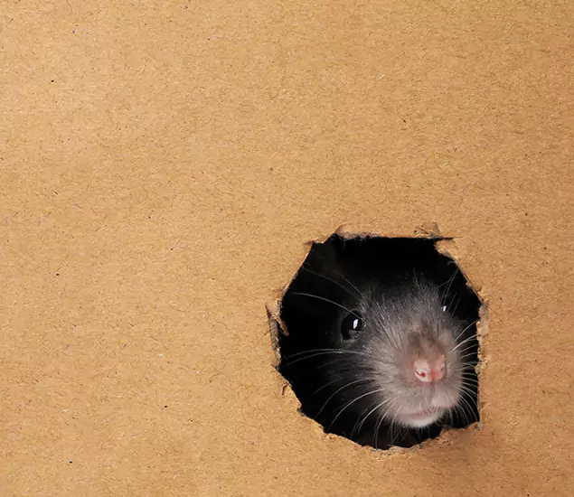 Rats in Attic Removal Experts in Caldwell, ID