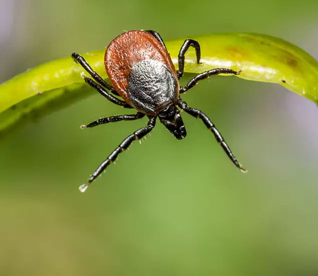 Your Trusted Tick Pest Control in Caldwell, ID