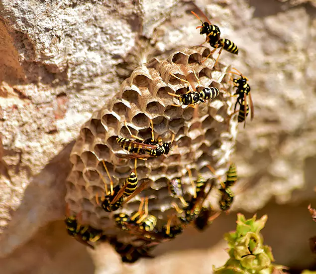 Your Best Wasp Removal Company in Caldwell, ID
