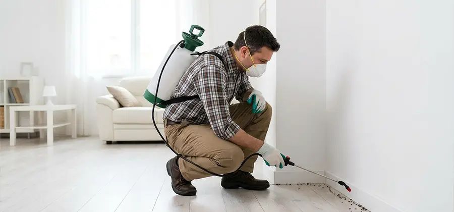 Seasonal Ant Infestation Control in Caldwell