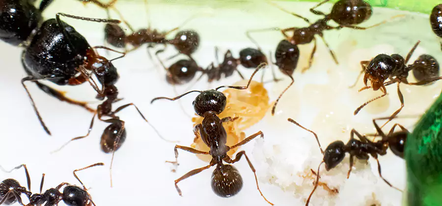 Argentine Ant Barrier Treatment in Caldwell