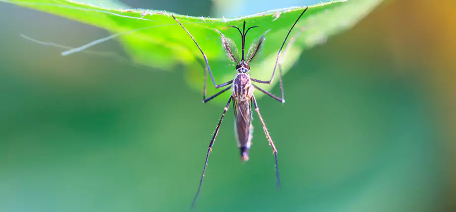 Natural Mosquito Spray for Yard in Caldwell