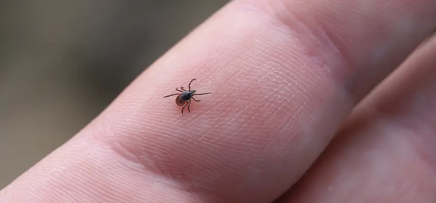 Infection Prevention for Bed Bug Bites in Caldwell