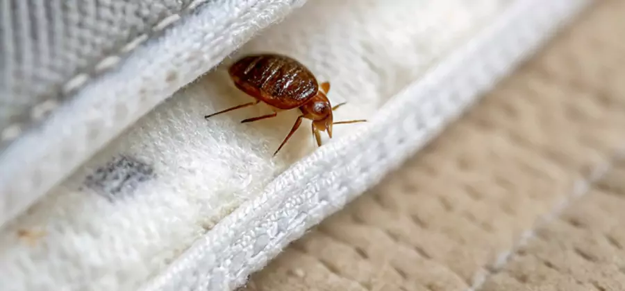 Tenting Bed Bug Fumigation in Caldwell