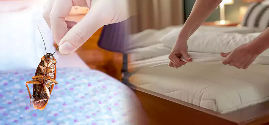 Bed Bug Home Extermination Service in Caldwell