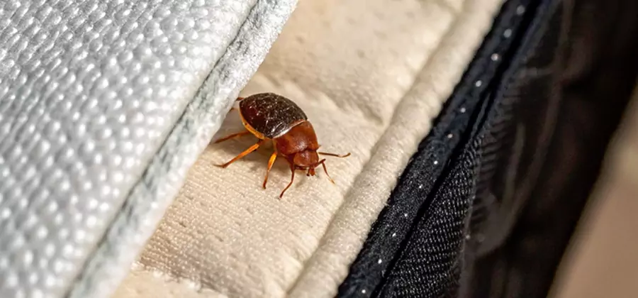 Commercial Bed Bug Control in Caldwell