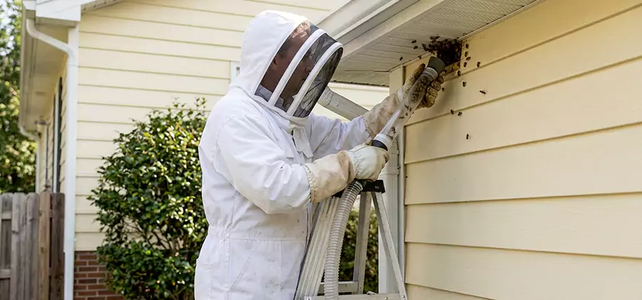 Ground Bee Removal in Caldwell