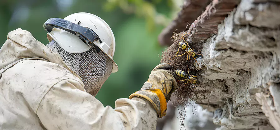 Bee and Wasp Hornet Removal in Caldwell