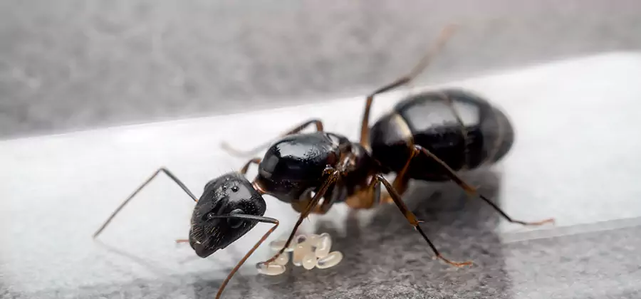 Black Ants in Kitchen Elimination in Caldwell