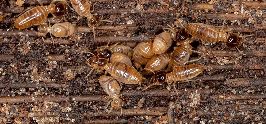 Bora Care Residential Termite Control in Caldwell