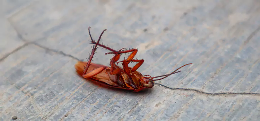 Cockroach Eradication for Commercial Properties in Caldwell