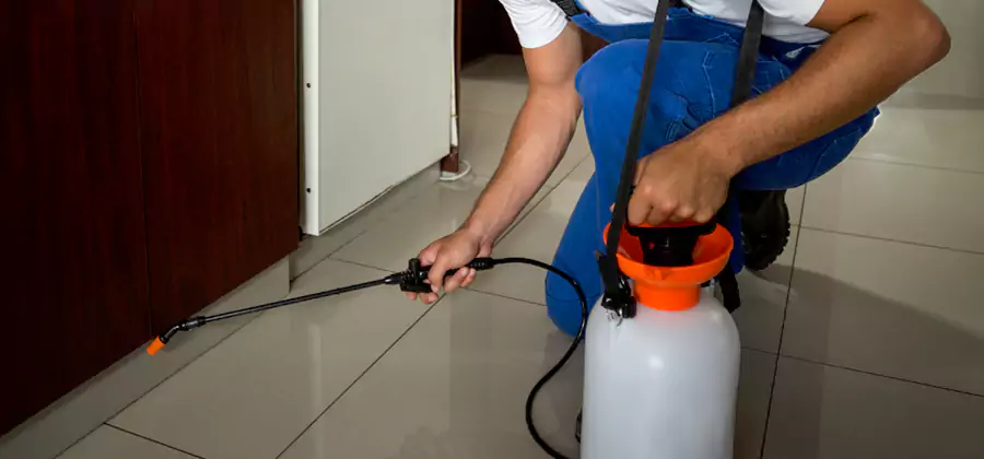 Palmetto Bug Exterminator in Caldwell