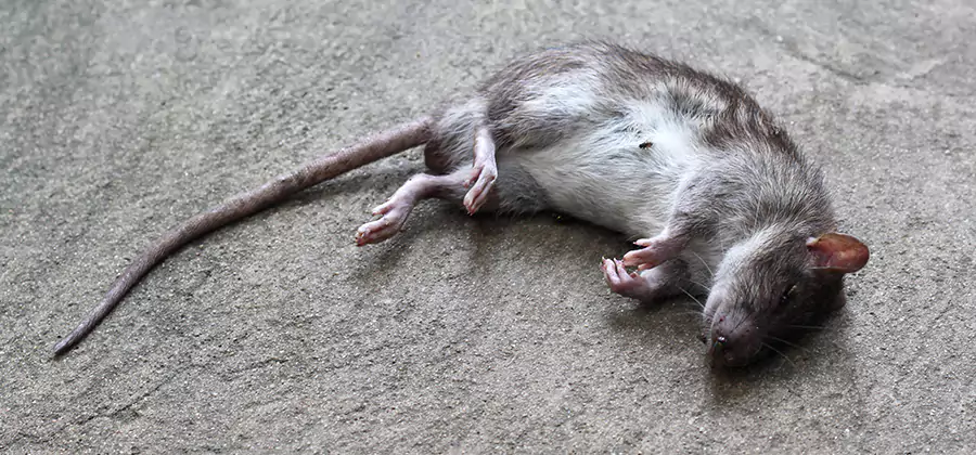 Dead Rat Disposal in Caldwell