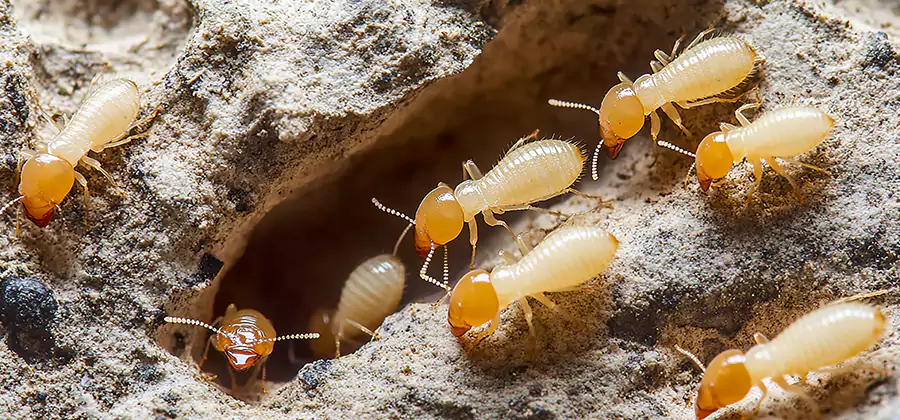 Termite Exterminator Services in Caldwell