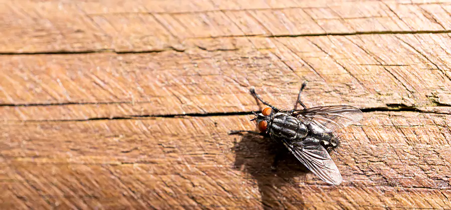 Flying Ant Barrier Treatment in Caldwell