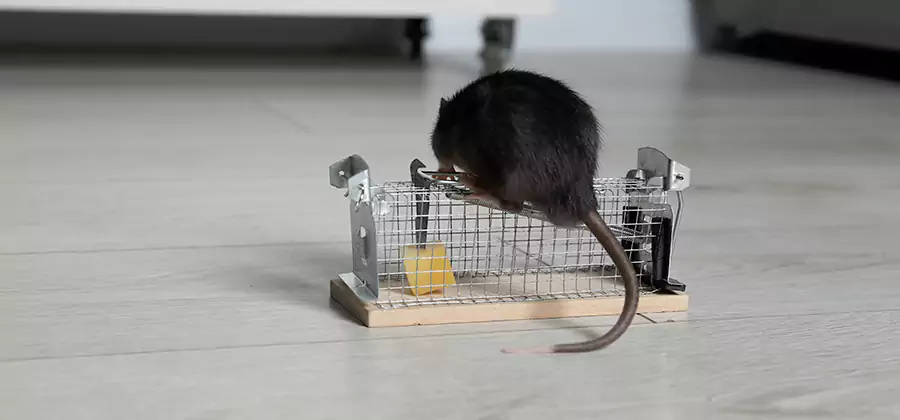 Mice in Attic Removal Caldwell