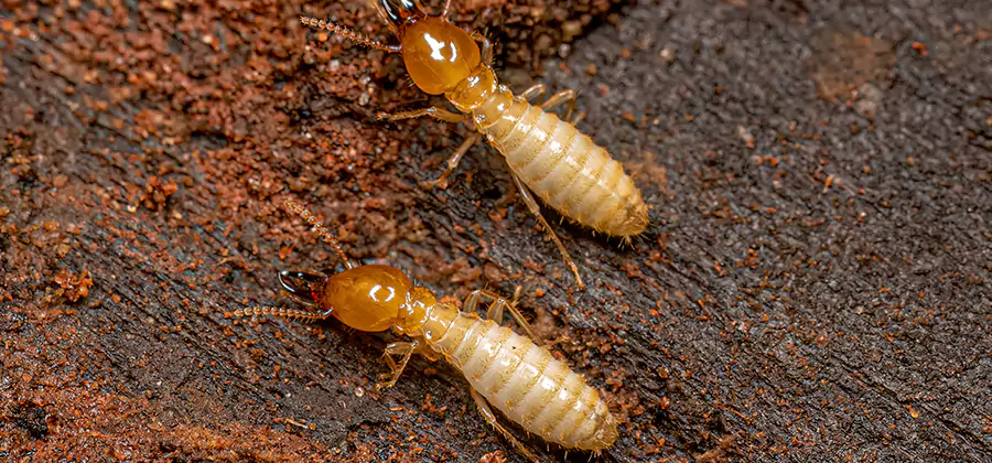 Structural Heat Termite Treatment in Caldwell