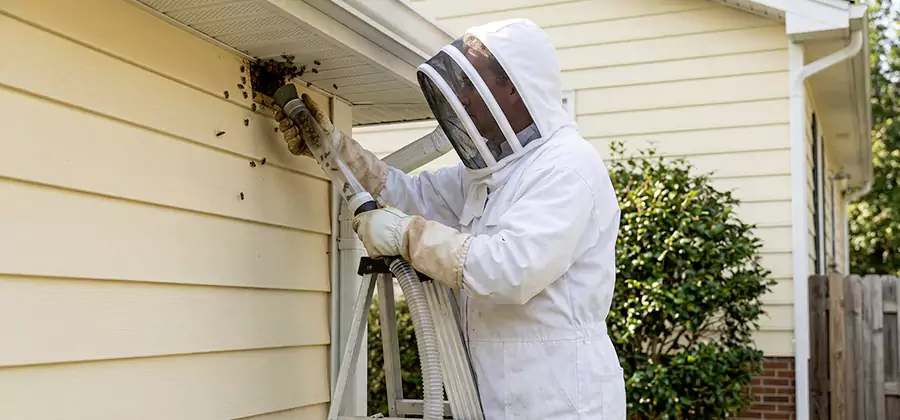 Wasp Nest in Wall Removal in Caldwell