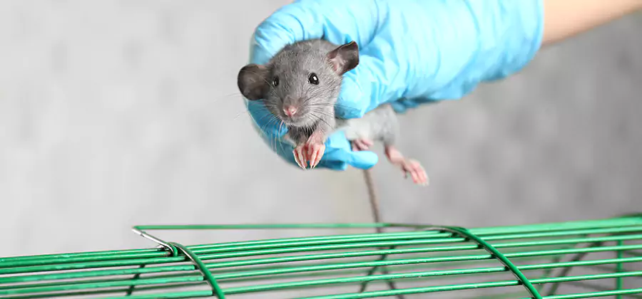 Humane Rat Trapping in Caldwell