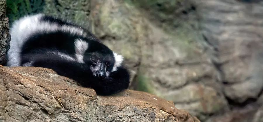 Humane Skunk Removal in Caldwell