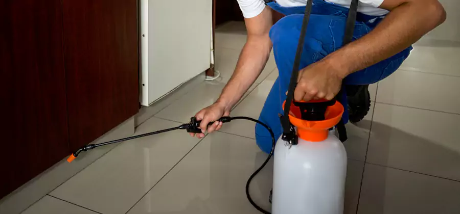 Indoor Insect Killer Solutions in Caldwell