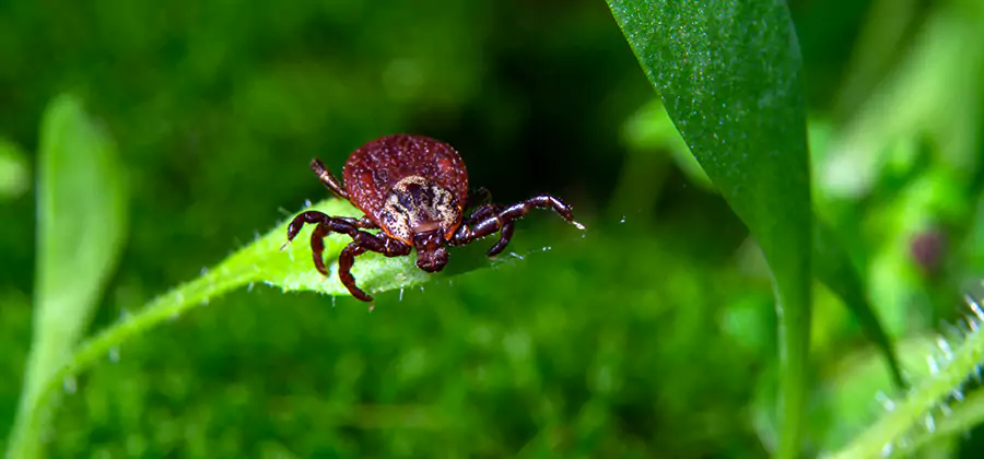 Tick Prevention for Yard in Caldwell