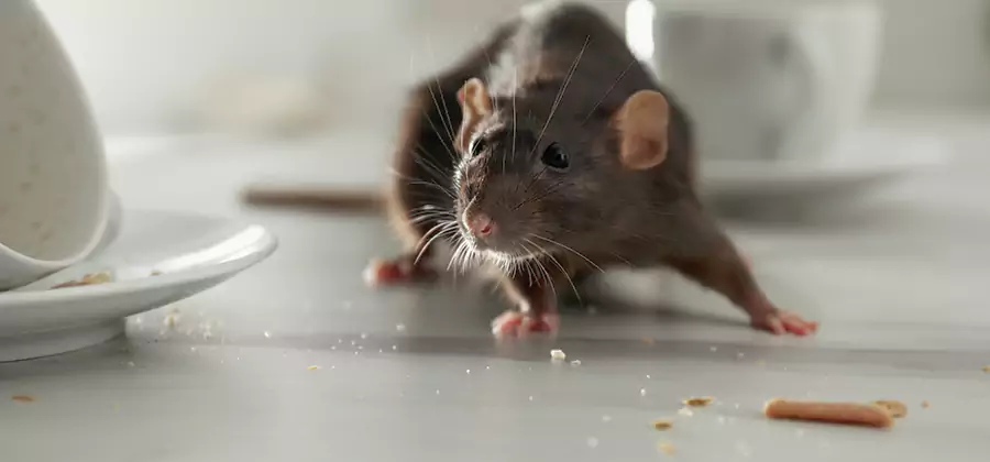 Rodent Feces Removal in Caldwell