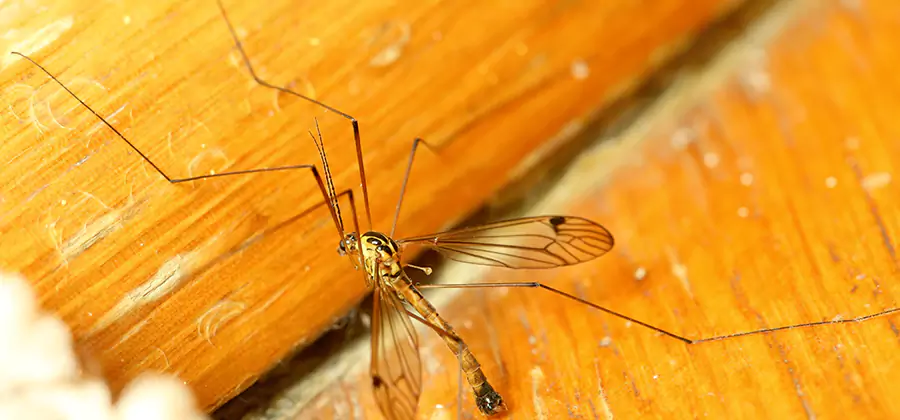 Exterior Mosquito Control in Caldwell