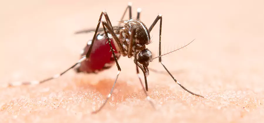 Indoor Mosquito Killer and Interior Control in Caldwell