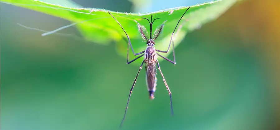 Pest and Mosquito Control for Yard and Patio in Caldwell